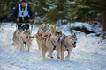 CIUMANI, ROMANIA Ã¢â¬â JANUARY 2016: Unindentified musher riding alaskan malamutes at Dog Sled competition in Ciumani, Romania Royalty Free Stock Photo